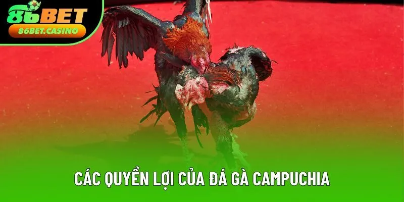 Các quyền lợi của đá gà Campuchia