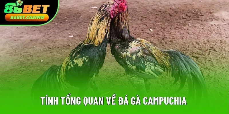 Tính tổng quan về đá gà Campuchia 