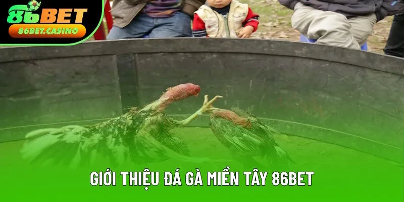 Nội dung sơ lược đá gà miền tây 86bet