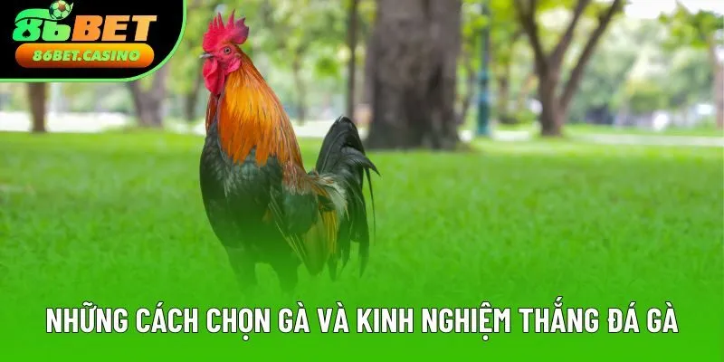 Những cách chọn gà và kinh nghiệm thắng đá gà