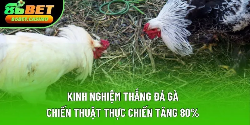 Kinh Nghiệm Thắng Đá Gà | Chiến Thuật Thực Chiến Tăng 80% 